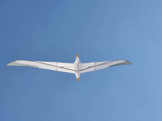Albatross 6m