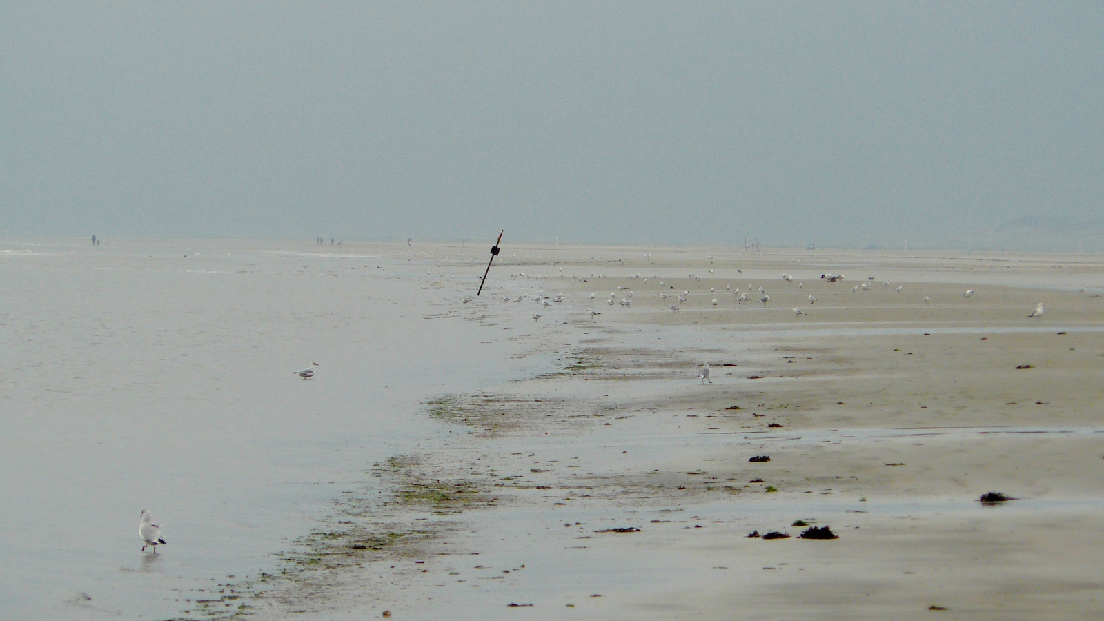 Da meint man, man sei alleine am Strand...