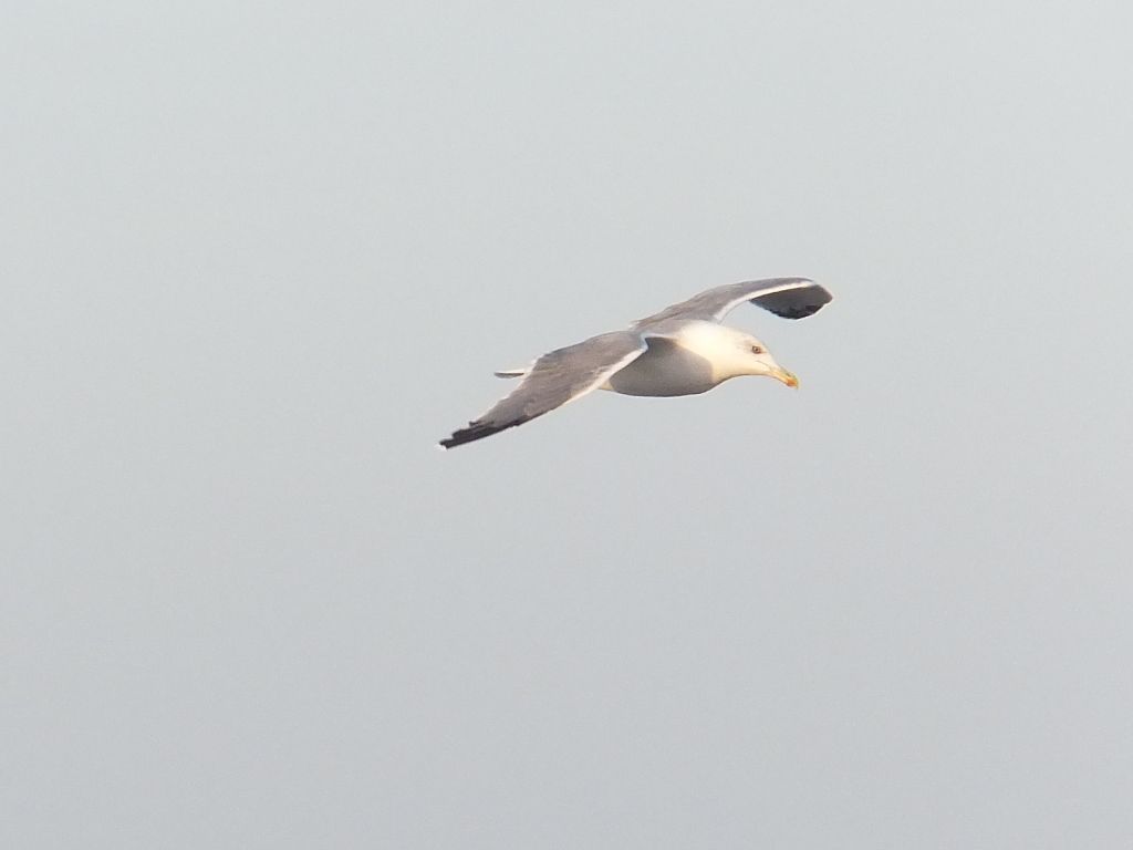 anflug-2