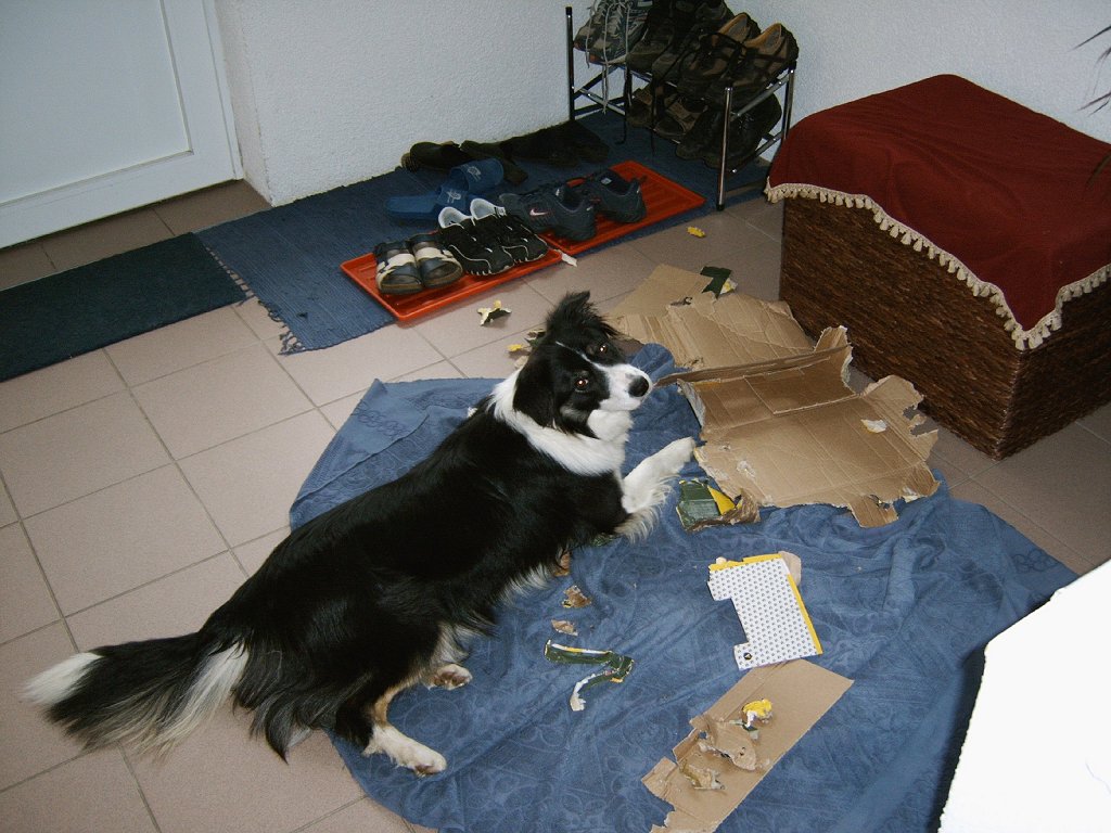 unser Hund beim "spielen"