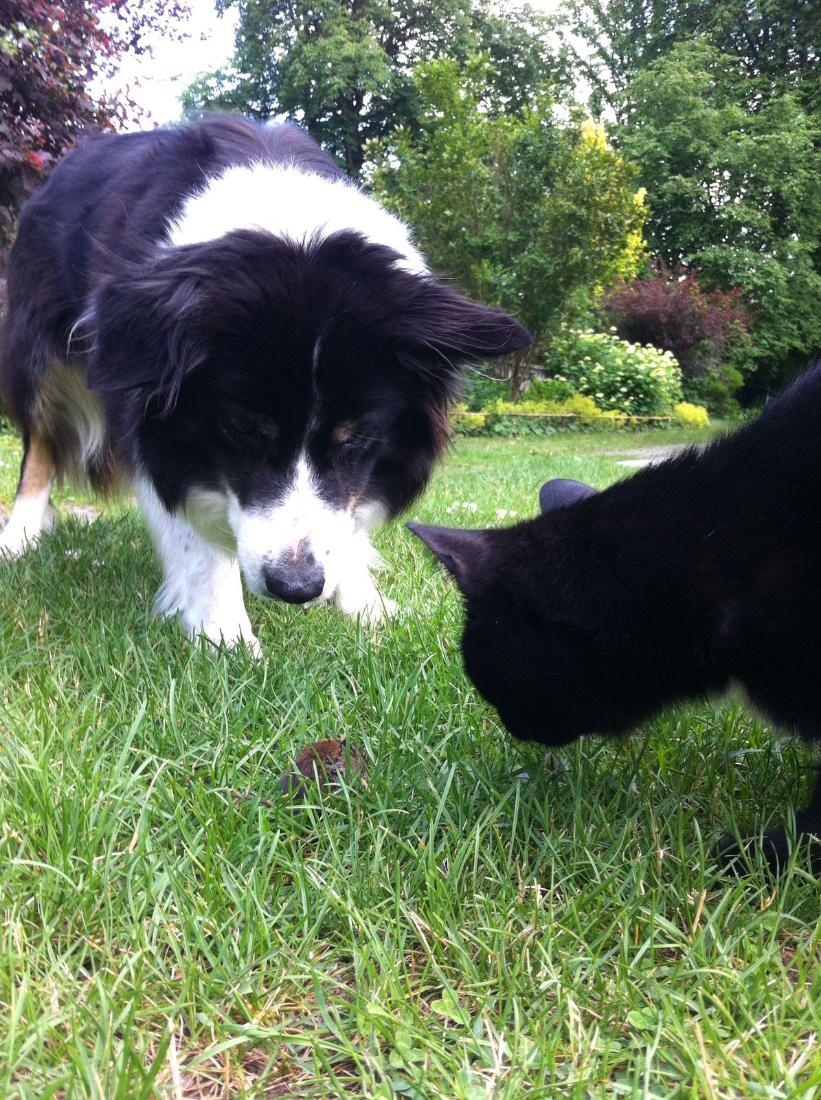 Hund und Katze bei der Mäusejagd