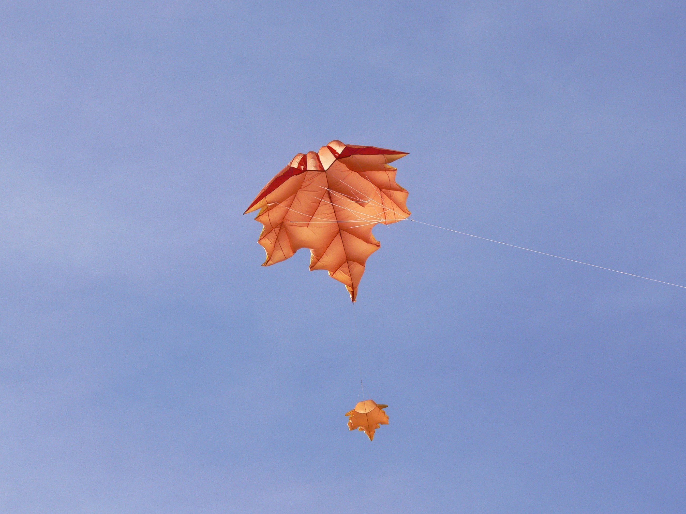 Wie gut, dass ein Herbstblatt auch im Frühling fliegen kann   ;o)