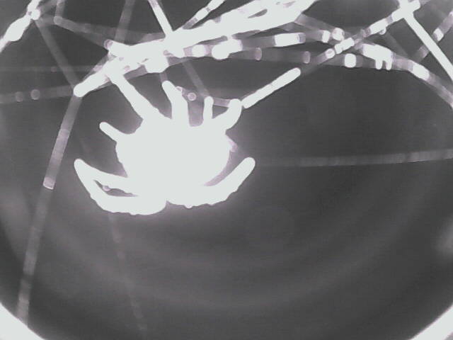 Spider Cam