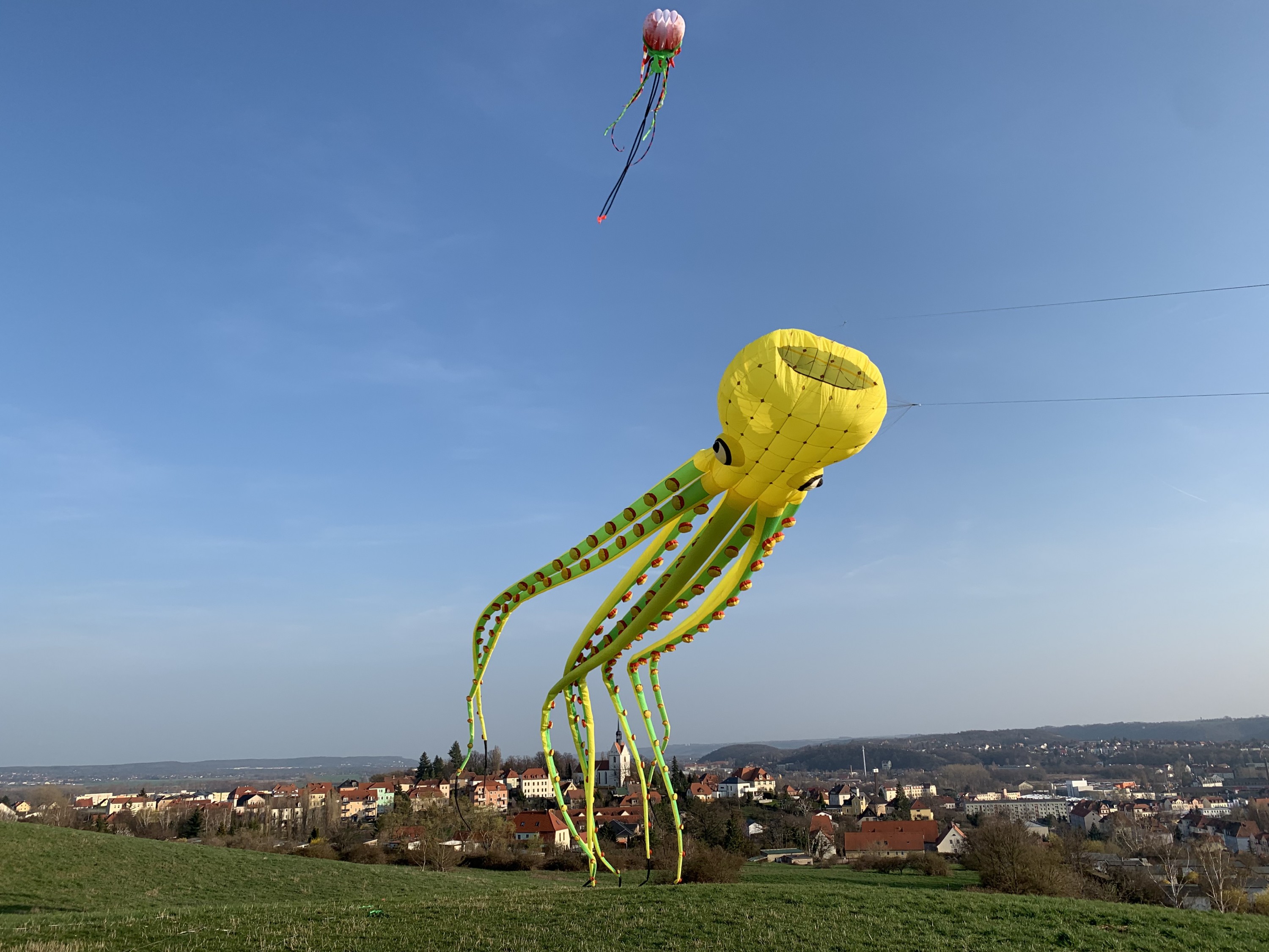 Neuzugang 26m Octopus