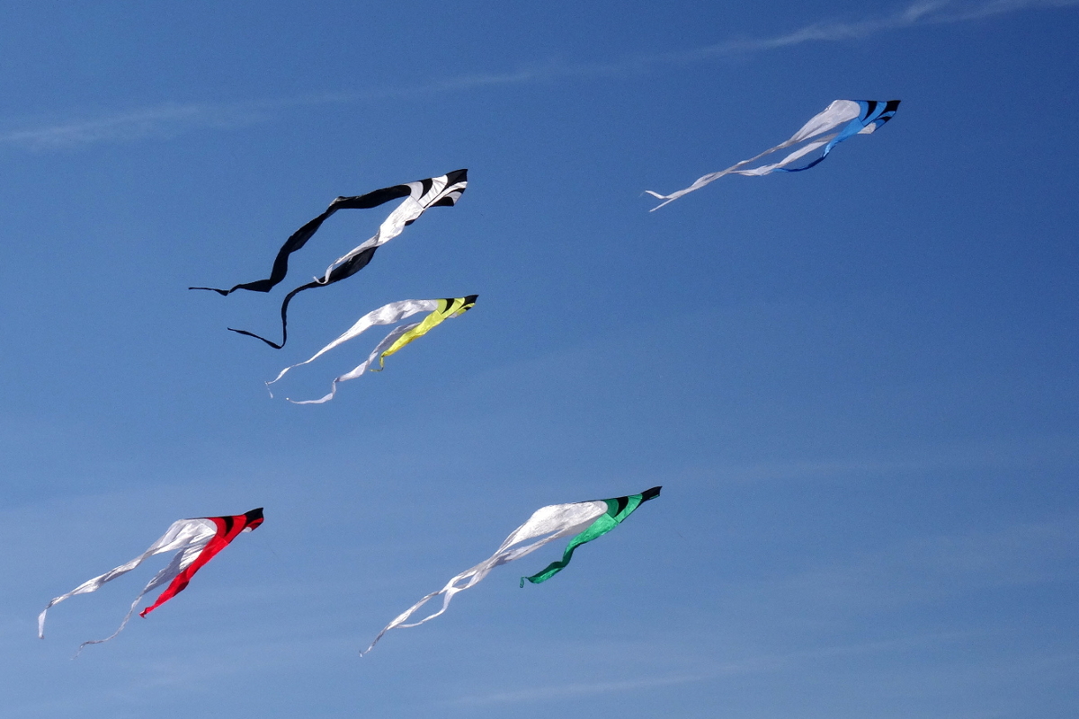 "A Flock of Flowtails"