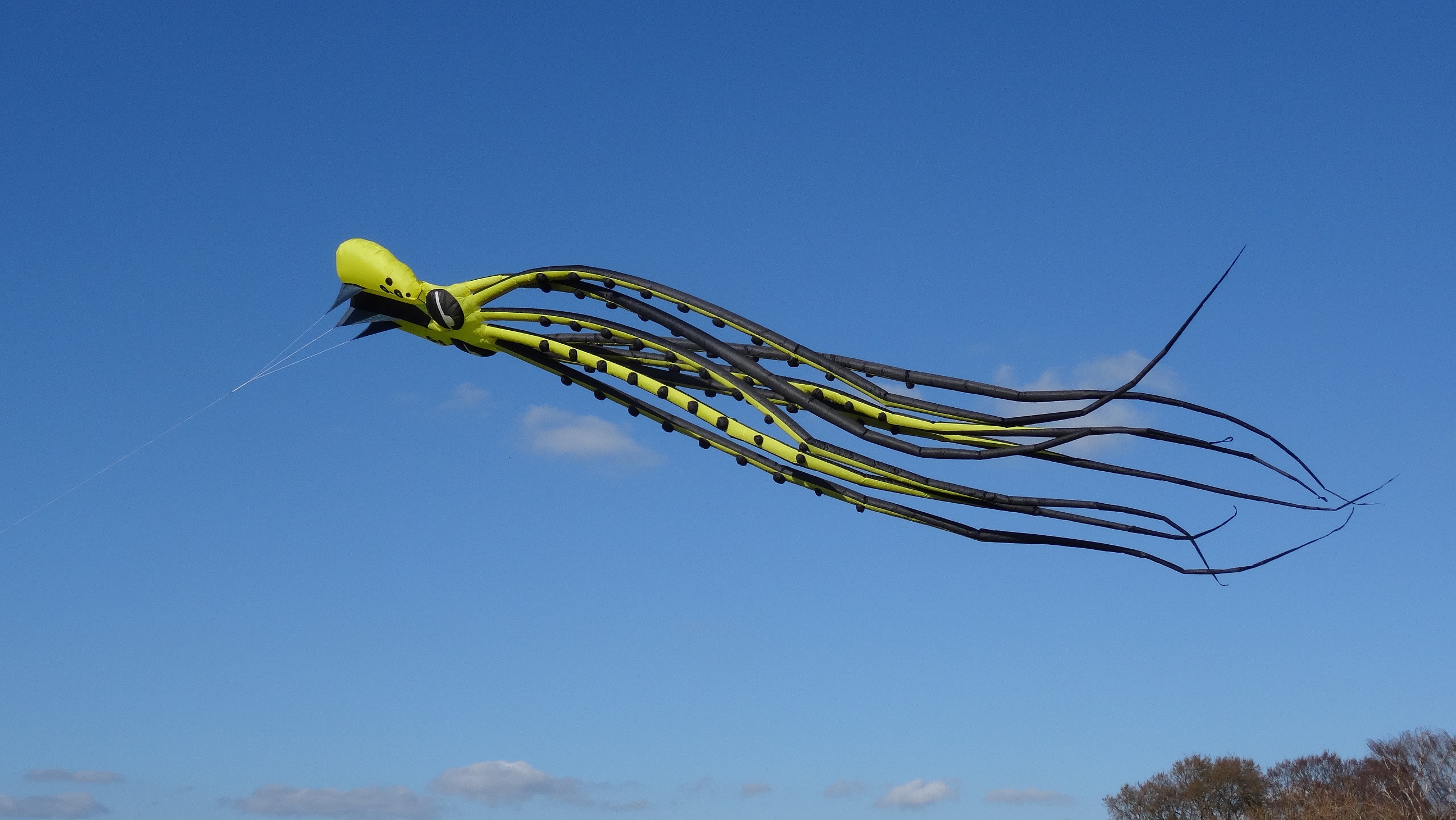 Oktopus