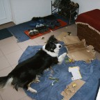 unser Hund beim "spielen"