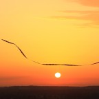 Herbst 2012  Jet Stream bei Sonnenuntergang