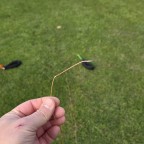 Mein erster Leinenabriss