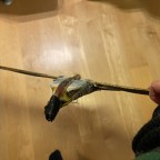 Panying Eagle und Weel