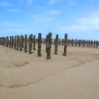 Heuler an den Muschelbänken bei Les Hemmes